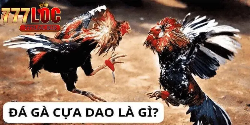 Hiểu Về Đá Gà Cựa Dao 777loc - Từ A Đến Z Cho Tân Thủ và Cao Thủ - id Hiểu về đá gà cựa dao cho người chơi