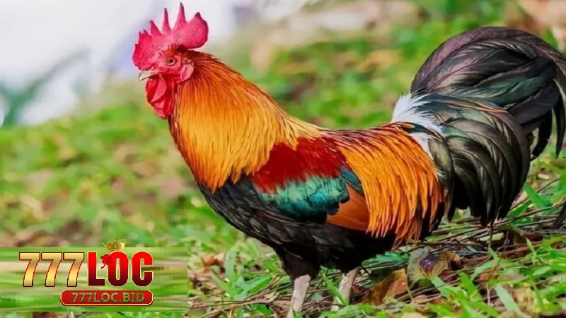 Màu Sắc Tương Ứng Với Mạng Gà 777loc | Bí Quyết Chọn Gà Chiến Thắng - id Khái niệm màu sắc tương ứng với mạng gà là gì?
