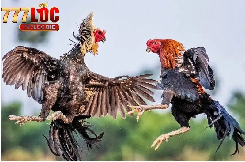 Cách Cược Gà Online Ở 777loc - Hướng Dẫn Chi Tiết Cho Newbie - id Một số mẹo khi tham gia chơi